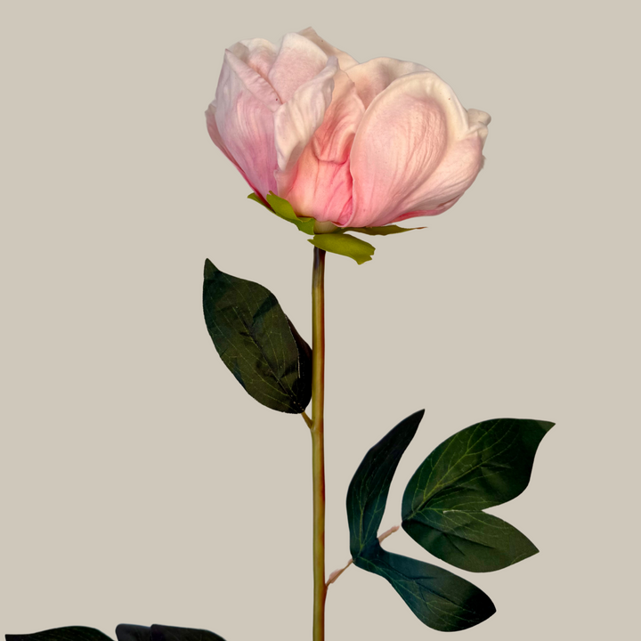 Tru Touch Single XL Peony – 30"