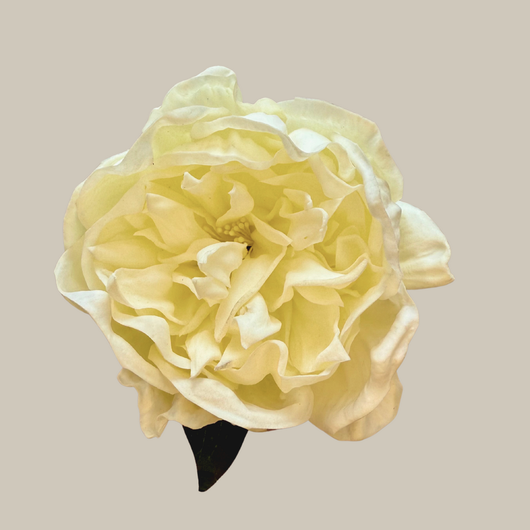 Tru Touch Single XL Peony – 30"