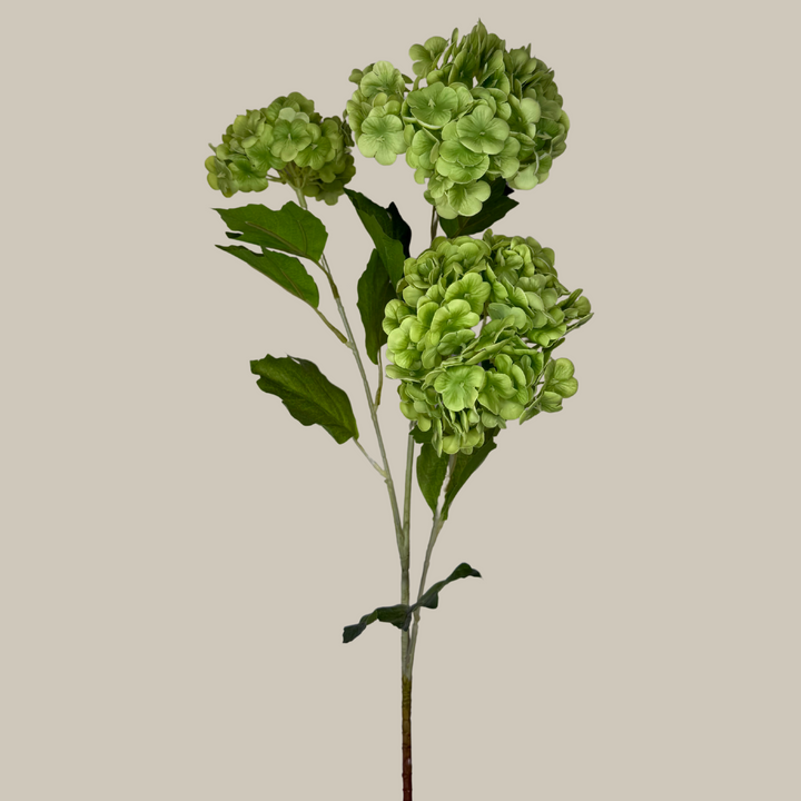 Tru Touch Triple Mophead Hydrangea, Small