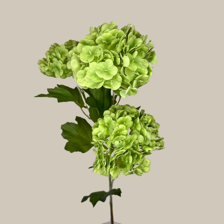 Tru Touch Triple Mophead Hydrangea, Small