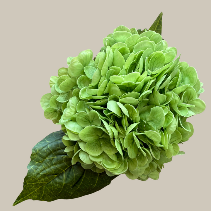 Tru Touch Single Mophead Hydrangea, Large – 15"