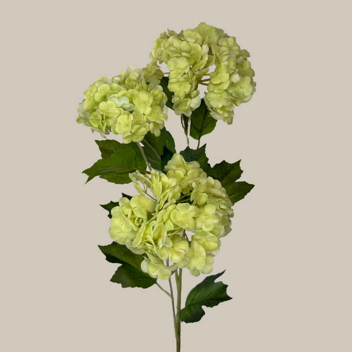 Tru Touch Triple Mophead Hydrangea, Small