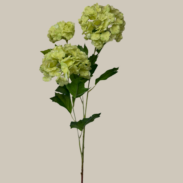 Tru Touch Triple Mophead Hydrangea, Small