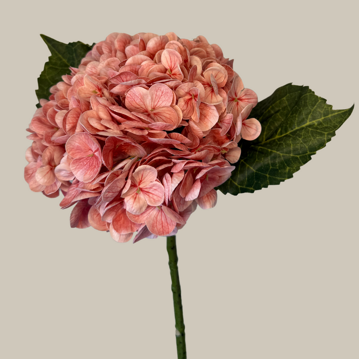 Tru Touch Single Mophead Hydrangea, Large – 15"