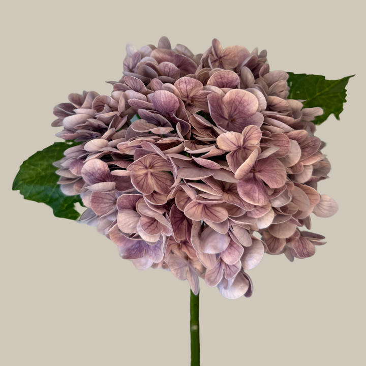 Tru Touch Single Mophead Hydrangea, Large – 15"