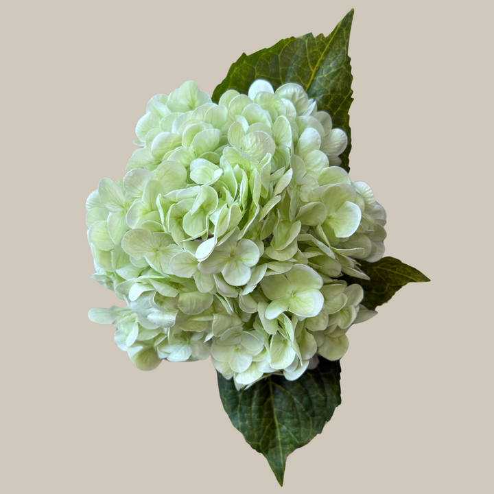 Tru Touch Single Mophead Hydrangea, Large – 15"