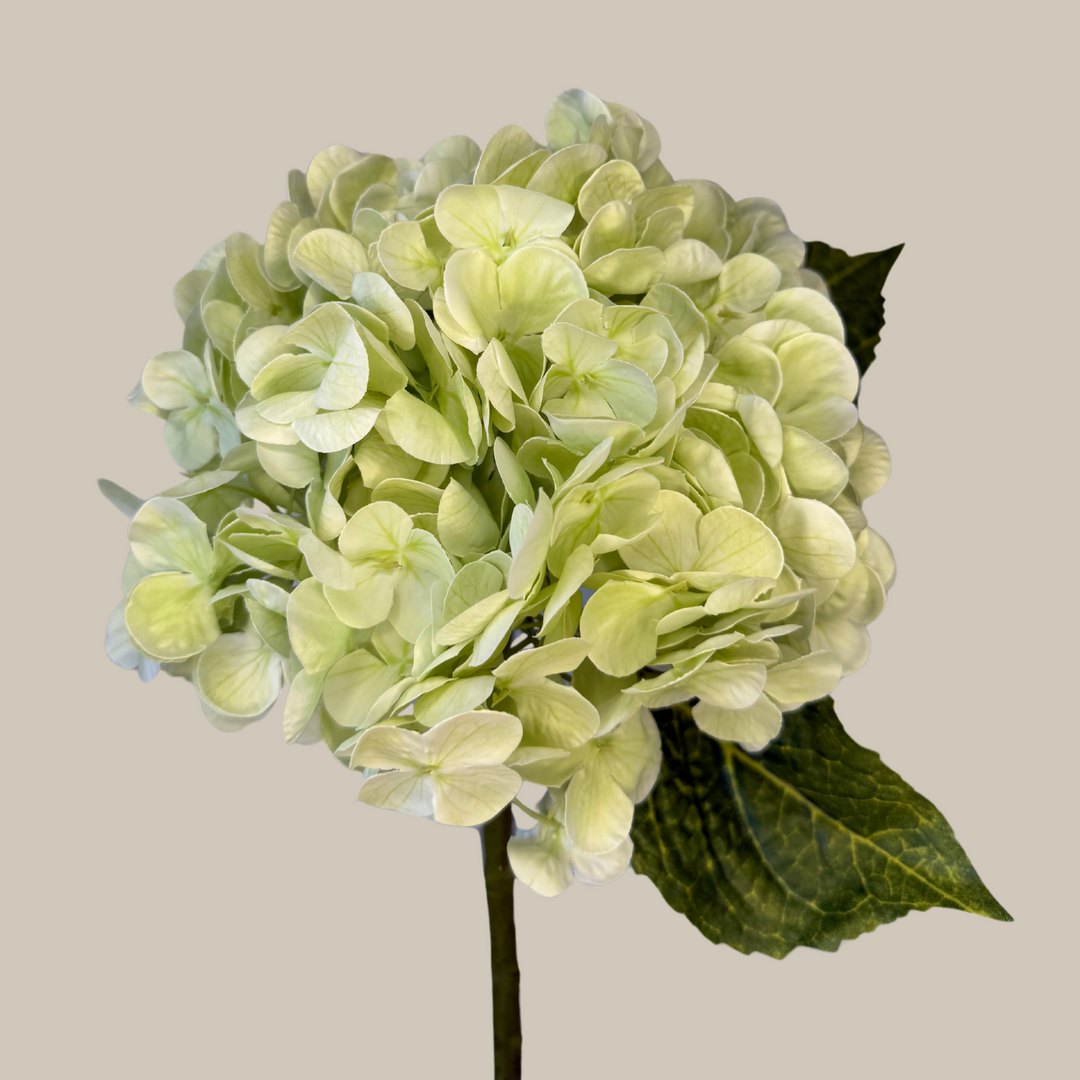Tru Touch Single Mophead Hydrangea, Large – 15"